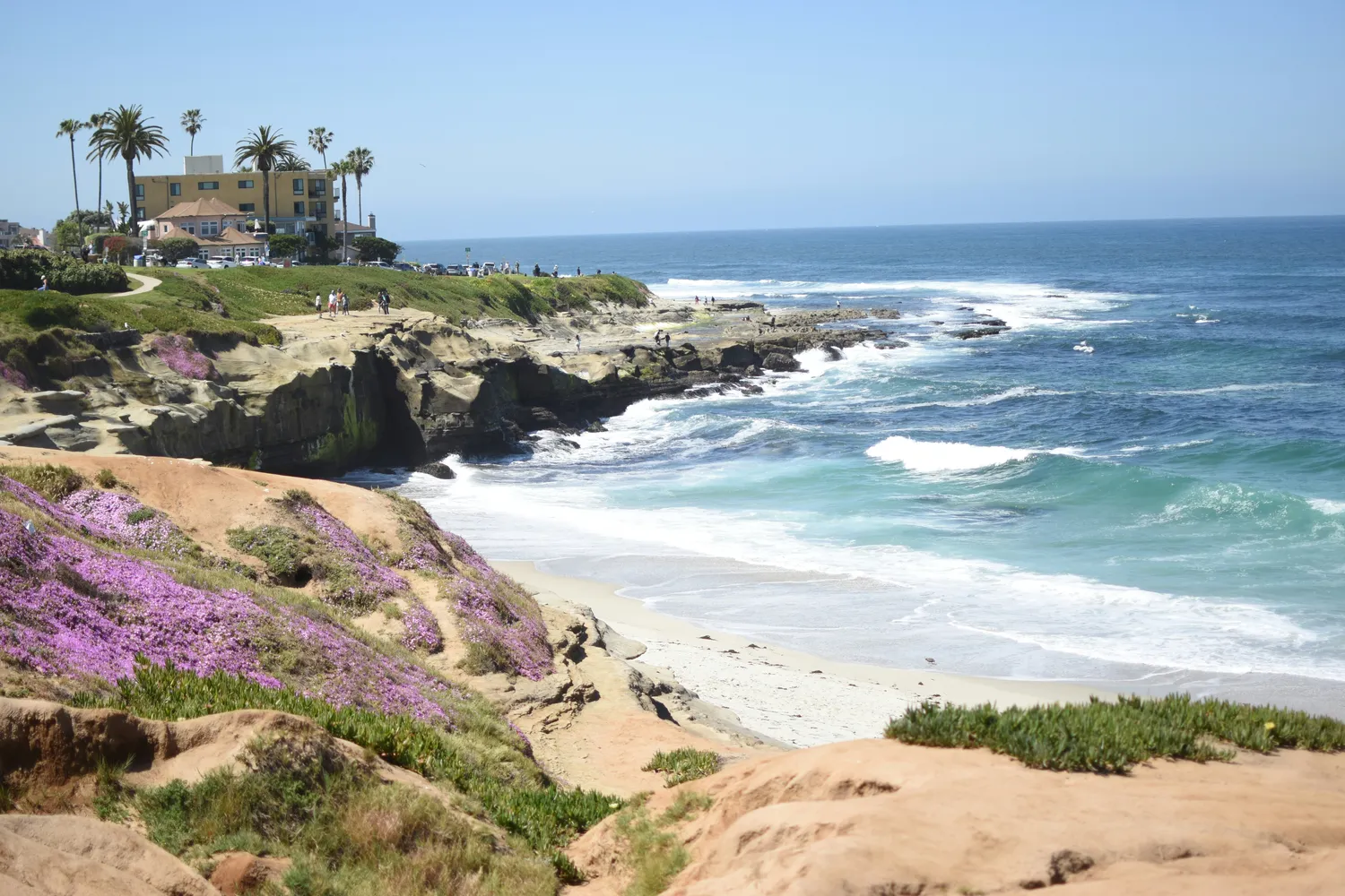 Waves breaking along the sandstone shoreline and coastal flowers in La Jolla, San Diego.